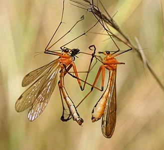 家庭該怎么防蟲(chóng)