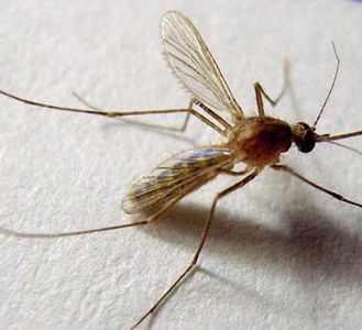 蚊子科普知識(shí)——認(rèn)知篇