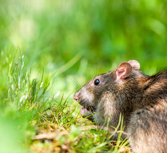 有效的工廠(chǎng)滅鼠方法及防鼠措施