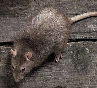 有效的工廠(chǎng)滅鼠方法及防鼠措施