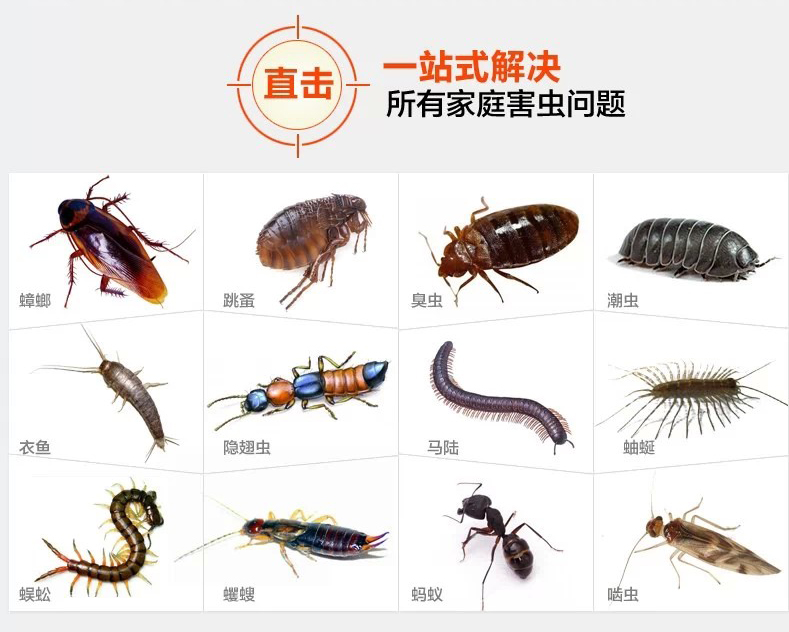 跳蚤的來(lái)源和防治方法  ?